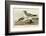 Fork-Tailed Gull-John James Audubon-Framed Art Print