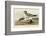 Fork-Tailed Gull-John James Audubon-Framed Art Print