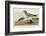 Fork-Tailed Gull-John James Audubon-Framed Art Print