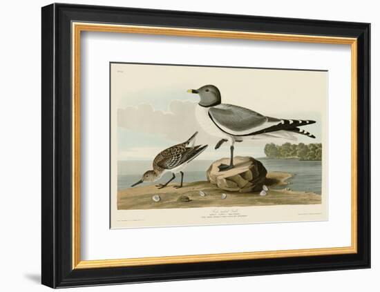 Fork-Tailed Gull-John James Audubon-Framed Art Print