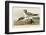 Fork-Tailed Gull-John James Audubon-Framed Art Print