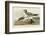 Fork-Tailed Gull-John James Audubon-Framed Art Print