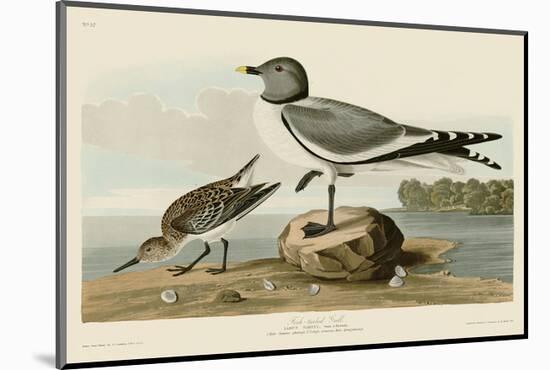 Fork-Tailed Gull-John James Audubon-Mounted Art Print