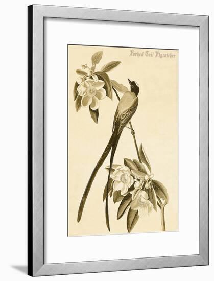 Forked Tail Flycatcher-John James Audubon-Framed Art Print