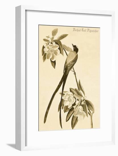 Forked Tail Flycatcher-John James Audubon-Framed Art Print