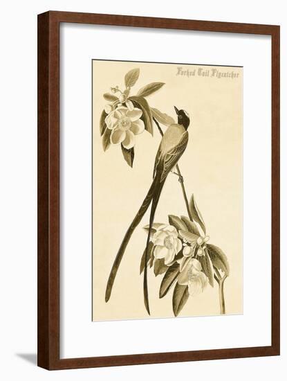 Forked Tail Flycatcher-John James Audubon-Framed Art Print