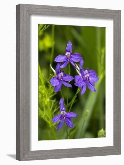 Forking Larkspur (Consolida Regalis)-Bob Gibbons-Framed Photographic Print