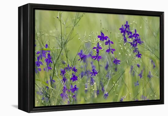 Forking Larkspur (Delphinium Consolida - Consolida Regalis) in Flower, East Slovakia, Europe-Wothe-Framed Premier Image Canvas