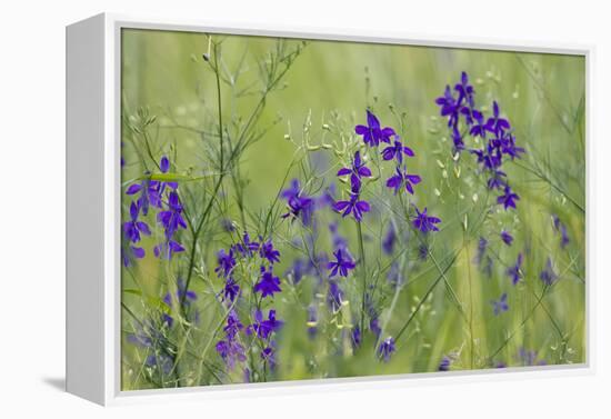 Forking Larkspur (Delphinium Consolida - Consolida Regalis) in Flower, East Slovakia, Europe-Wothe-Framed Premier Image Canvas