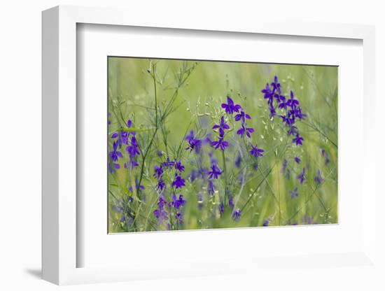 Forking Larkspur (Delphinium Consolida - Consolida Regalis) in Flower, East Slovakia, Europe-Wothe-Framed Photographic Print