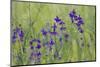 Forking Larkspur (Delphinium Consolida - Consolida Regalis) in Flower, East Slovakia, Europe-Wothe-Mounted Photographic Print