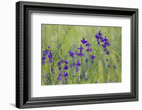 Forking Larkspur (Delphinium Consolida - Consolida Regalis) in Flower, East Slovakia, Europe-Wothe-Framed Photographic Print