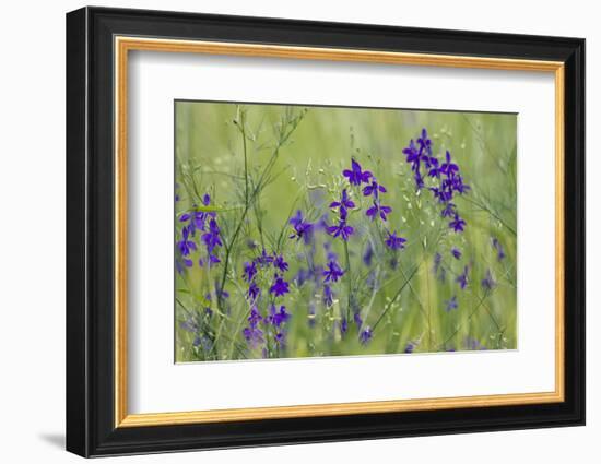 Forking Larkspur (Delphinium Consolida - Consolida Regalis) in Flower, East Slovakia, Europe-Wothe-Framed Photographic Print
