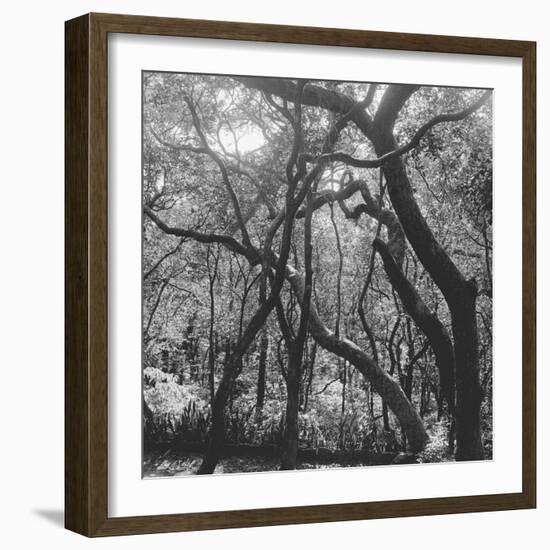 Form of Trees-null-Framed Photographic Print