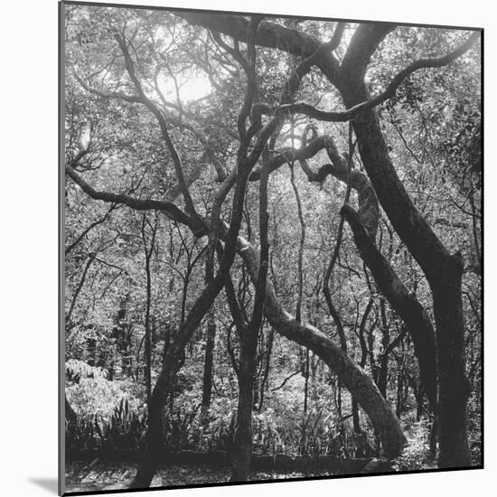 Form of Trees-null-Mounted Photographic Print
