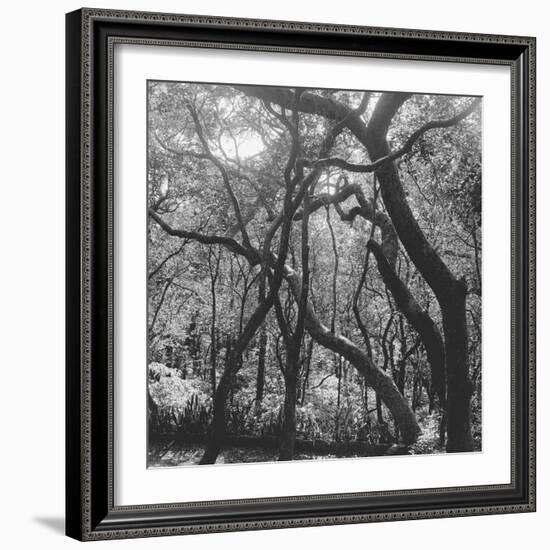 Form of Trees-null-Framed Photographic Print