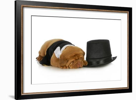 Formal Dog - Dog Dressed Up In Black Suit And Tie Laying Beside Top Hat-Willee Cole-Framed Photographic Print