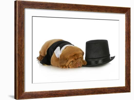 Formal Dog - Dog Dressed Up In Black Suit And Tie Laying Beside Top Hat-Willee Cole-Framed Photographic Print