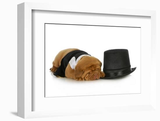 Formal Dog - Dog Dressed Up In Black Suit And Tie Laying Beside Top Hat-Willee Cole-Framed Photographic Print