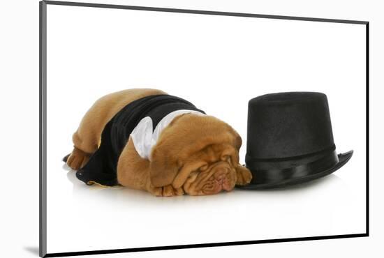 Formal Dog - Dog Dressed Up In Black Suit And Tie Laying Beside Top Hat-Willee Cole-Mounted Photographic Print