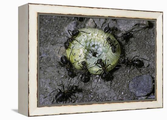 Formica Rufa (Red Wood Ant) - Attacking a Larva-Paul Starosta-Framed Premier Image Canvas