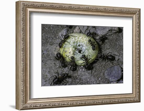 Formica Rufa (Red Wood Ant) - Attacking a Larva-Paul Starosta-Framed Premium Photographic Print