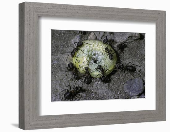 Formica Rufa (Red Wood Ant) - Attacking a Larva-Paul Starosta-Framed Photographic Print