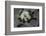 Formica Rufa (Red Wood Ant) - Attacking a Larva-Paul Starosta-Framed Photographic Print