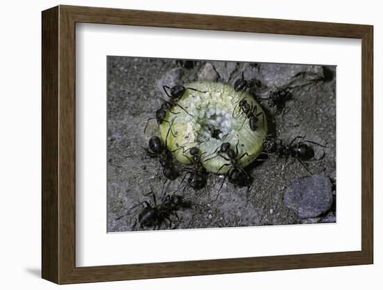 Formica Rufa (Red Wood Ant) - Attacking a Larva-Paul Starosta-Framed Photographic Print