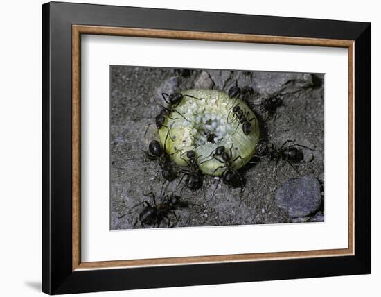 Formica Rufa (Red Wood Ant) - Attacking a Larva-Paul Starosta-Framed Photographic Print