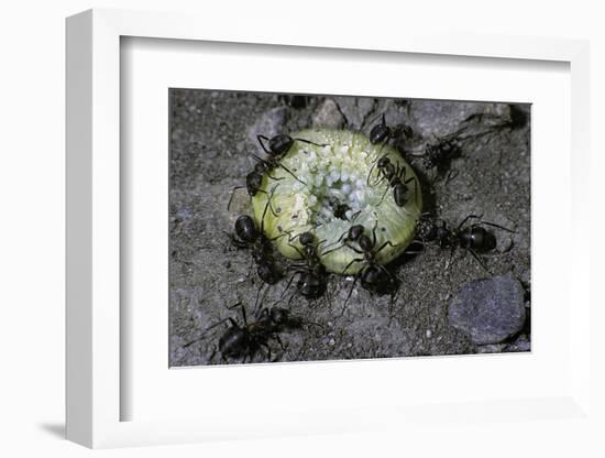 Formica Rufa (Red Wood Ant) - Attacking a Larva-Paul Starosta-Framed Photographic Print