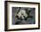 Formica Rufa (Red Wood Ant) - Attacking a Larva-Paul Starosta-Framed Photographic Print
