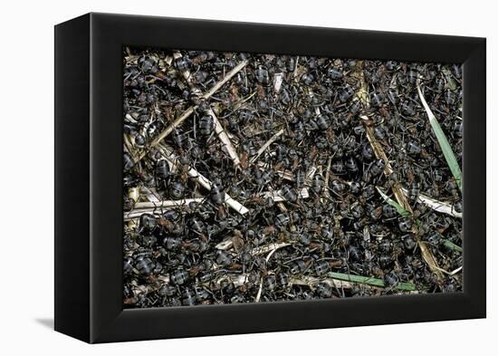 Formica Rufa (Red Wood Ant) - Colony on Top of the Nest-Paul Starosta-Framed Premier Image Canvas