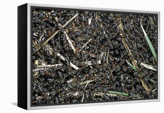 Formica Rufa (Red Wood Ant) - Colony on Top of the Nest-Paul Starosta-Framed Premier Image Canvas