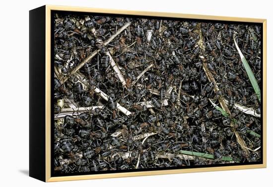 Formica Rufa (Red Wood Ant) - Colony on Top of the Nest-Paul Starosta-Framed Premier Image Canvas