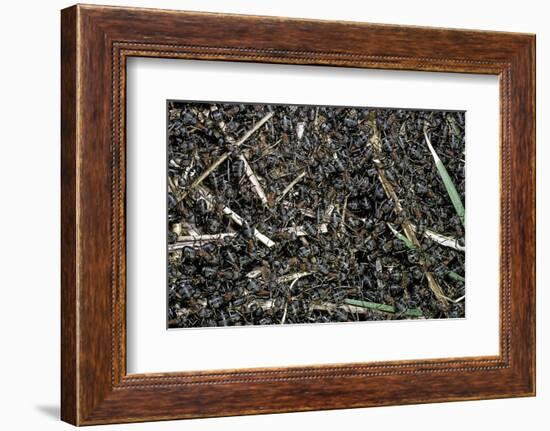 Formica Rufa (Red Wood Ant) - Colony on Top of the Nest-Paul Starosta-Framed Photographic Print