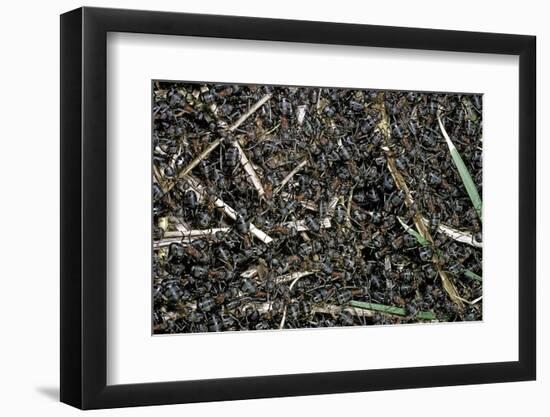 Formica Rufa (Red Wood Ant) - Colony on Top of the Nest-Paul Starosta-Framed Photographic Print