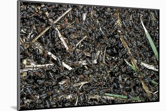 Formica Rufa (Red Wood Ant) - Colony on Top of the Nest-Paul Starosta-Mounted Photographic Print