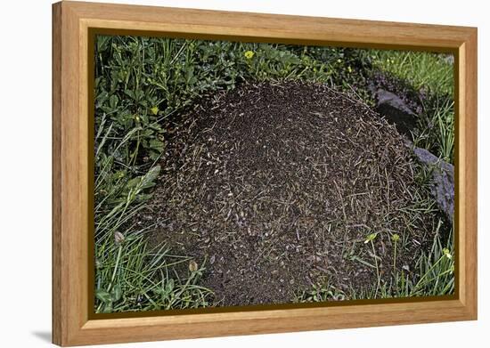 Formica Rufa (Red Wood Ant) - Dome-Shaped Nest-Paul Starosta-Framed Premier Image Canvas