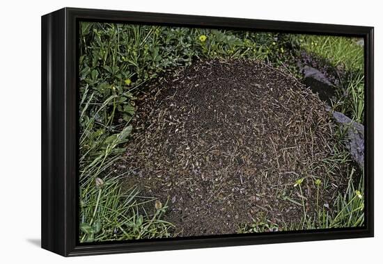 Formica Rufa (Red Wood Ant) - Dome-Shaped Nest-Paul Starosta-Framed Premier Image Canvas