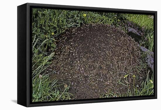 Formica Rufa (Red Wood Ant) - Dome-Shaped Nest-Paul Starosta-Framed Premier Image Canvas