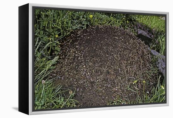 Formica Rufa (Red Wood Ant) - Dome-Shaped Nest-Paul Starosta-Framed Premier Image Canvas