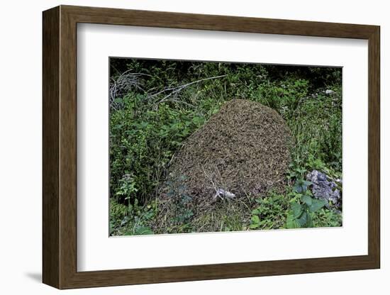 Formica Rufa (Red Wood Ant) - Dome-Shaped Nest-Paul Starosta-Framed Photographic Print