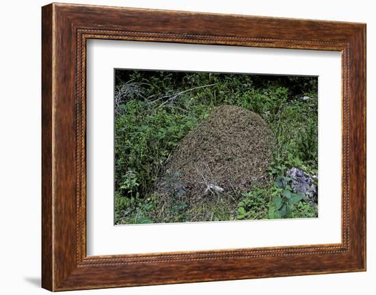 Formica Rufa (Red Wood Ant) - Dome-Shaped Nest-Paul Starosta-Framed Photographic Print