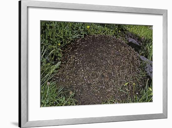 Formica Rufa (Red Wood Ant) - Dome-Shaped Nest-Paul Starosta-Framed Photographic Print