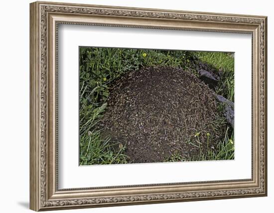 Formica Rufa (Red Wood Ant) - Dome-Shaped Nest-Paul Starosta-Framed Photographic Print