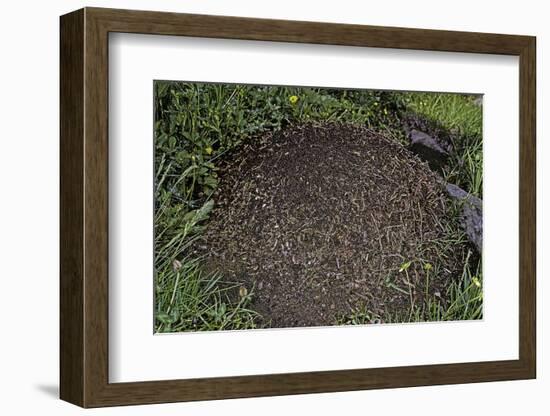 Formica Rufa (Red Wood Ant) - Dome-Shaped Nest-Paul Starosta-Framed Photographic Print