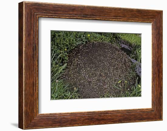 Formica Rufa (Red Wood Ant) - Dome-Shaped Nest-Paul Starosta-Framed Photographic Print