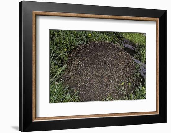 Formica Rufa (Red Wood Ant) - Dome-Shaped Nest-Paul Starosta-Framed Photographic Print