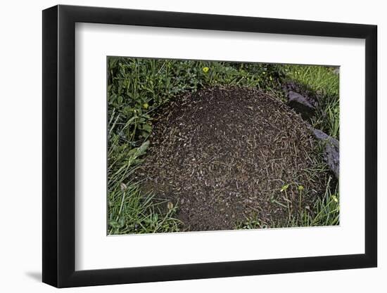 Formica Rufa (Red Wood Ant) - Dome-Shaped Nest-Paul Starosta-Framed Photographic Print